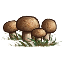 File:Chestnut mushroom patch.png
