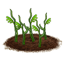 File:Grass plant.young.png