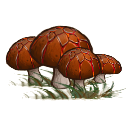 File:Mushroom patch.png