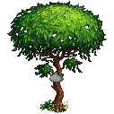 File:African tree.with fungus.png