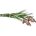 File:River grass.png