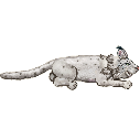 File:Big cat white.png