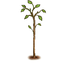 File:Quiver plant.replanted.png