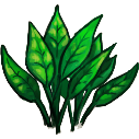 File:Fern.png
