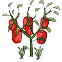File:Desert pepper bush.png
