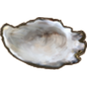File:Oyster.shell only.png