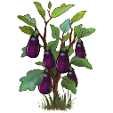 File:Desert eggplant.png