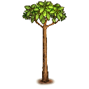 File:Quiver plant.young tree.png