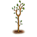 File:Moringa plant.replanted.png