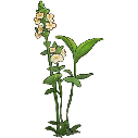 File:Arrowhead flower.png