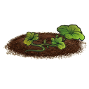 File:Pumpkin plant.young.png
