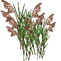 File:River grass growing.png