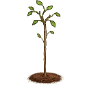 File:Quiver plant.adult.png