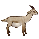 File:Goat.pregnant.png