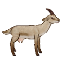 File:Goat udder.milkable.png