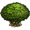 File:Berry bush.png