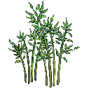 File:Bamboo growing.png